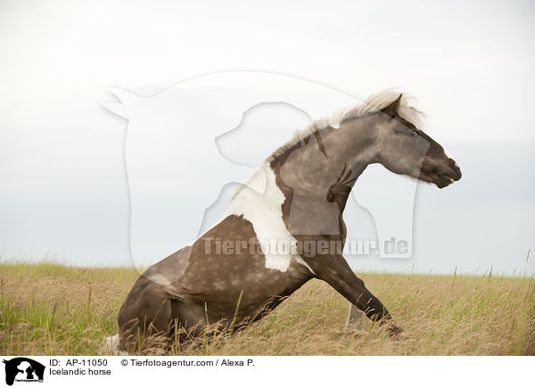 Islnder / Icelandic horse / AP-11050