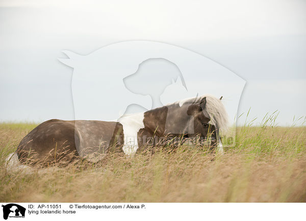 liegender Islnder / lying Icelandic horse / AP-11051