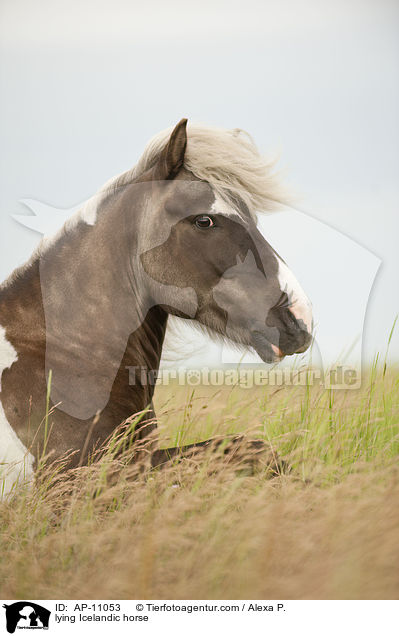 liegender Islnder / lying Icelandic horse / AP-11053