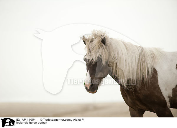Islnder Portrait / Icelandic horse portrait / AP-11054