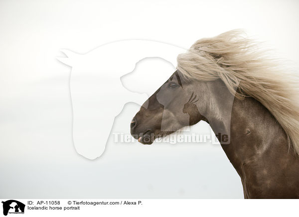 Islnder Portrait / Icelandic horse portrait / AP-11058