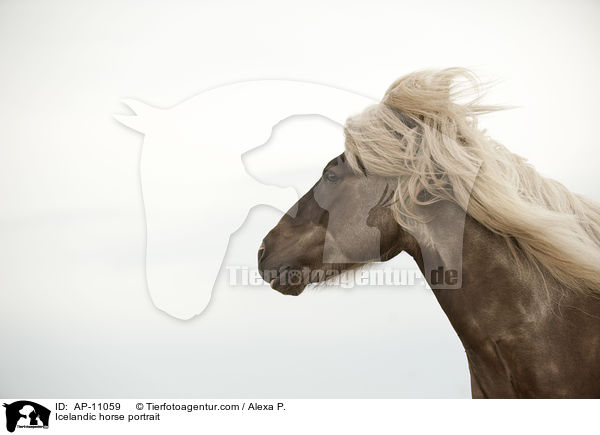 Islnder Portrait / Icelandic horse portrait / AP-11059