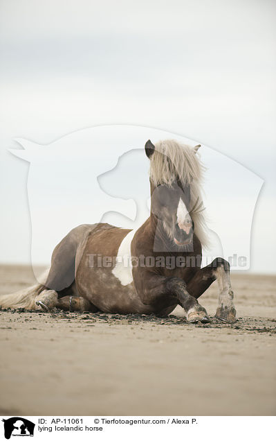 liegender Islnder / lying Icelandic horse / AP-11061