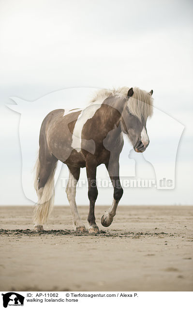 laufendes Islnder / walking Icelandic horse / AP-11062