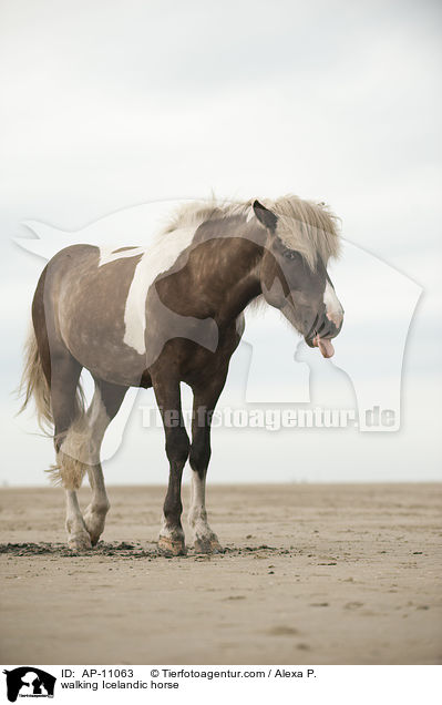laufendes Islnder / walking Icelandic horse / AP-11063