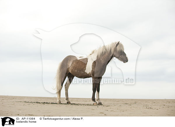 Islnder / Icelandic horse / AP-11064
