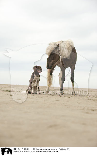 Islnder und Kleiner Mnsterlnder / Icelandic horse and small munsterlander / AP-11066