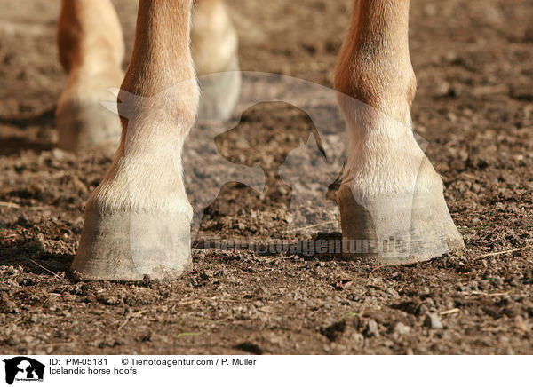 Islnder Hufe / Icelandic horse hoofs / PM-05181