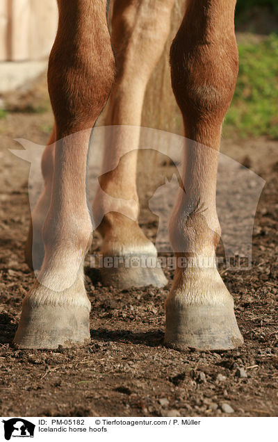 Islnder Hufe / Icelandic horse hoofs / PM-05182