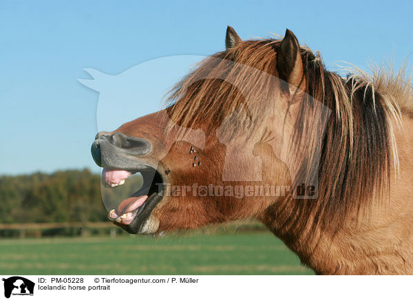 Islnder Portrait / Icelandic horse portrait / PM-05228