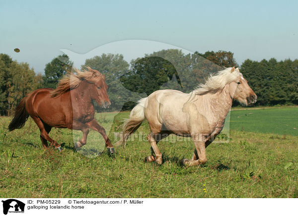 galoppierende Islnder / galloping Icelandic horse / PM-05229