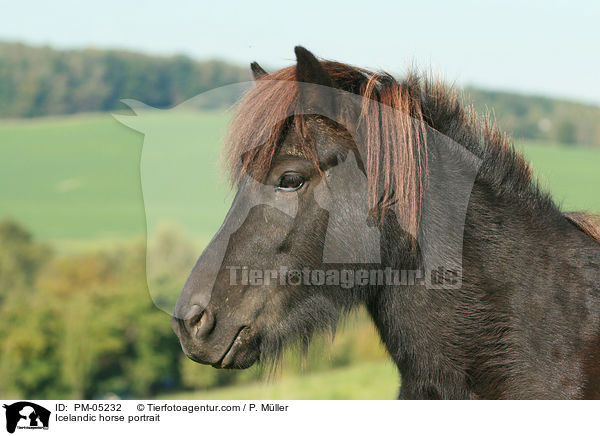 Islnder Portrait / Icelandic horse portrait / PM-05232
