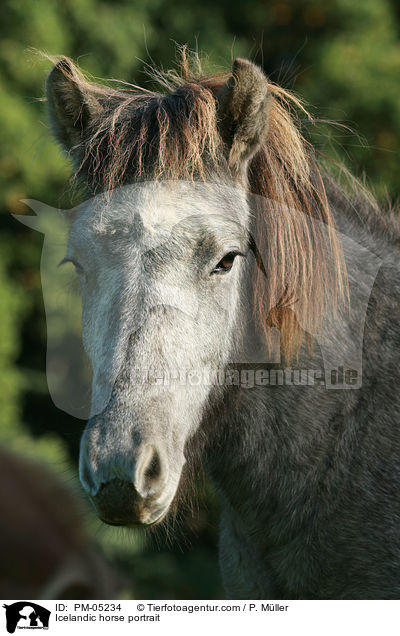 Islnder Portrait / Icelandic horse portrait / PM-05234