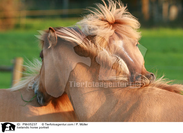 Islnder Portrait / Icelandic horse portrait / PM-05237