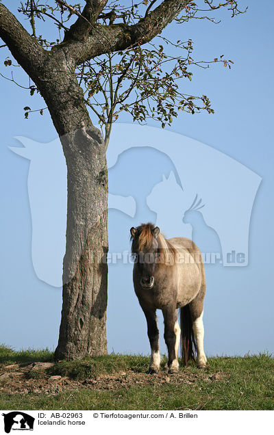 Islnder / Icelandic horse / AB-02963