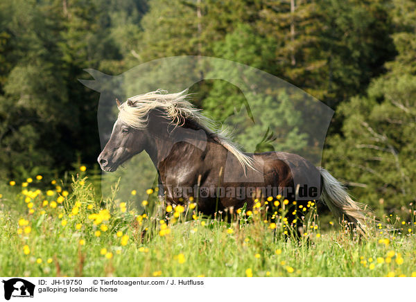 galoppierender Islnder / galloping Icelandic horse / JH-19750