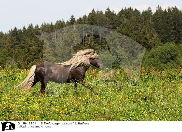 galoppierender Islnder / galloping Icelandic horse / JH-19751