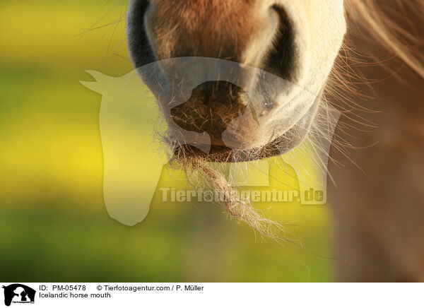 Islnder Maul / Icelandic horse mouth / PM-05478