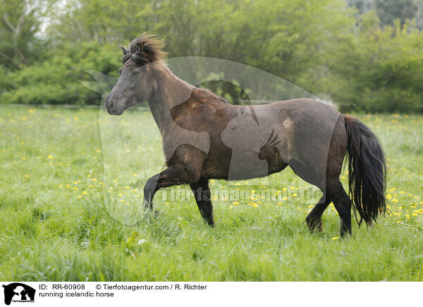 rennender Islnder / running icelandic horse / RR-60908