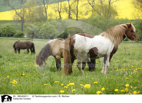 Icelandic horses / RR-60911