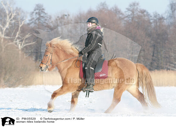 Frau reitet Islnder / woman rides Icelandic horse / PM-05529