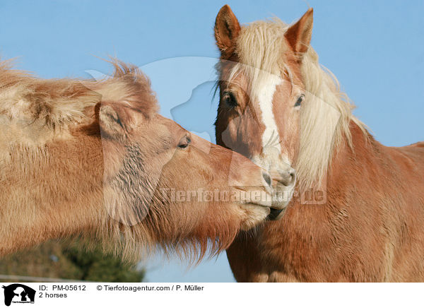 2 horses / PM-05612