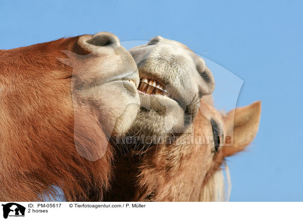 2 horses / PM-05617