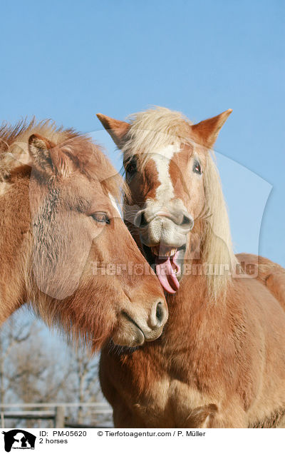 2 horses / PM-05620