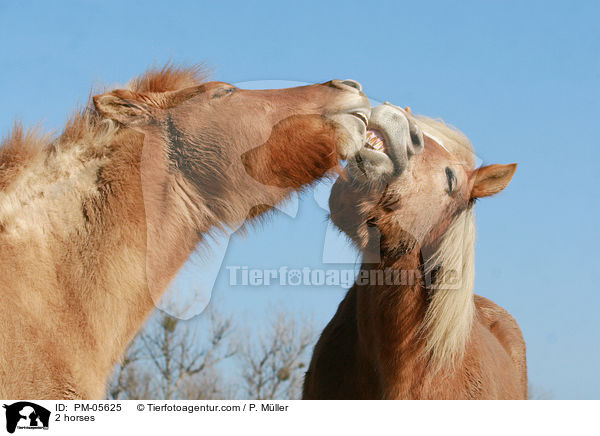 2 horses / PM-05625
