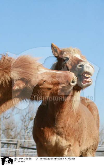 2 horses / PM-05628