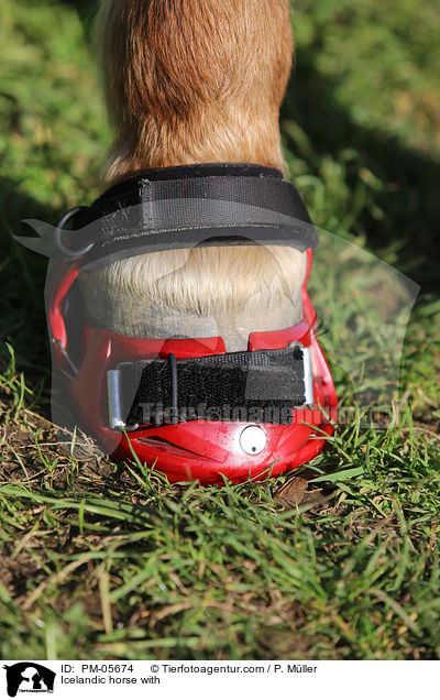 Islnder mit Hufschuhen / Icelandic horse with / PM-05674