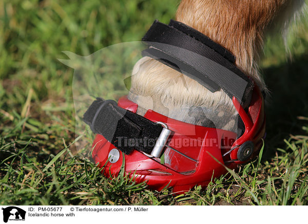 Islnder mit Hufschuhen / Icelandic horse with / PM-05677