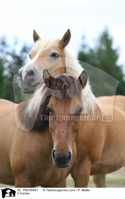2 horses / PM-05691
