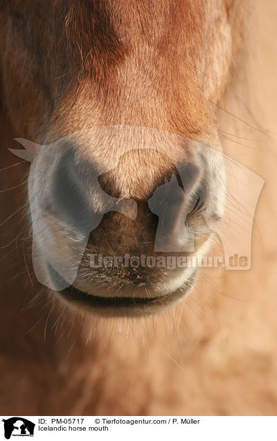 Islnder Maul / Icelandic horse mouth / PM-05717
