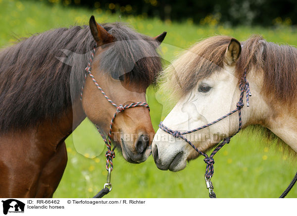 Islnder / Icelandic horses / RR-66462