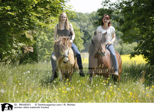 Frauen reiten Islnder / women rides Icelandic horses / RR-66501
