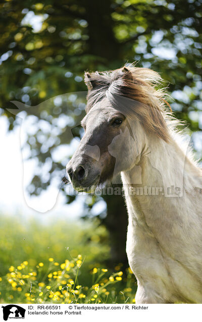 Islnder Portrait / Icelandic horse Portrait / RR-66591
