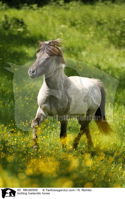 trabender Islnder / trotting Icelandic horse / RR-66595