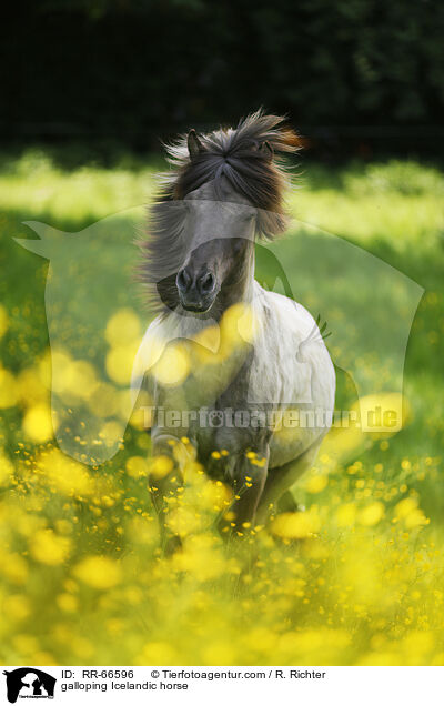 galoppierender Islnder / galloping Icelandic horse / RR-66596