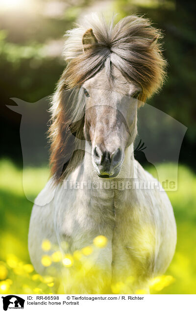 Islnder Portrait / Icelandic horse Portrait / RR-66598