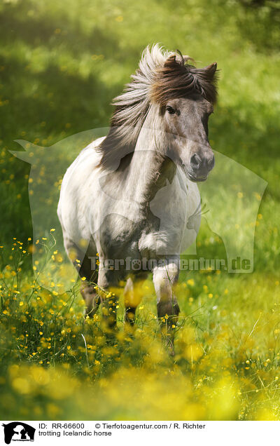 trabender Islnder / trotting Icelandic horse / RR-66600