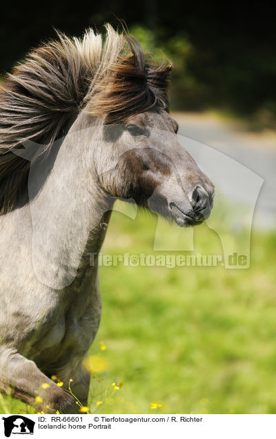 Islnder Portrait / Icelandic horse Portrait / RR-66601