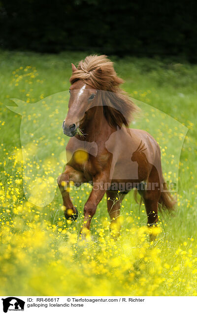 galoppierender Islnder / galloping Icelandic horse / RR-66617