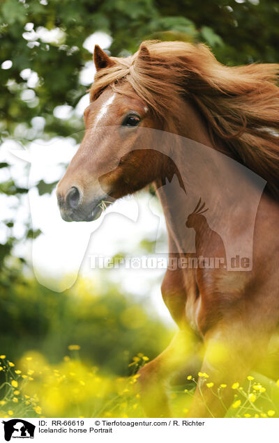 Islnder Portrait / Icelandic horse Portrait / RR-66619