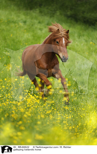 galoppierender Islnder / galloping Icelandic horse / RR-66622
