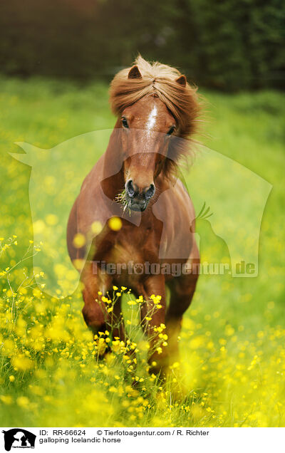 galoppierender Islnder / galloping Icelandic horse / RR-66624