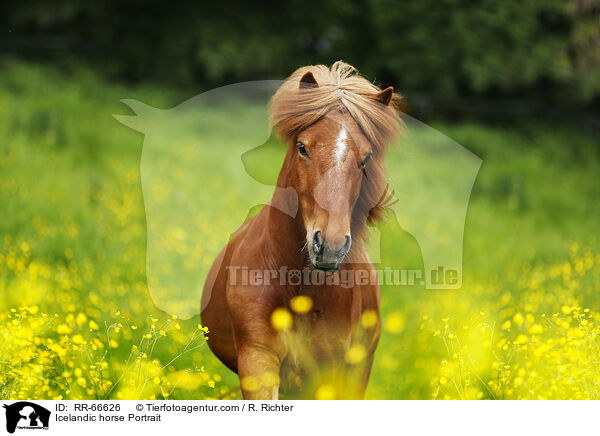 Islnder Portrait / Icelandic horse Portrait / RR-66626