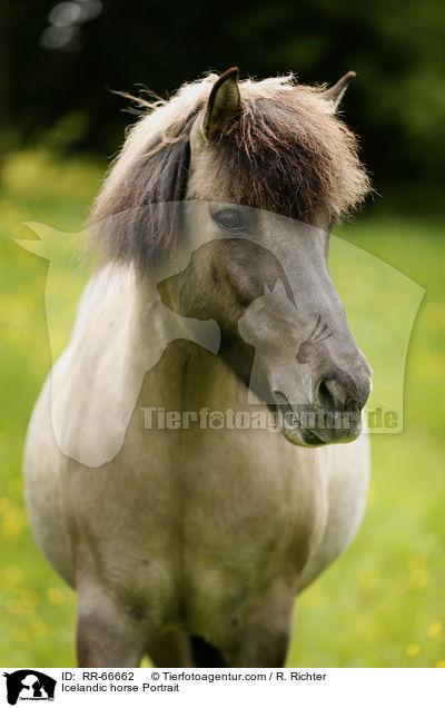 Islnder Portrait / Icelandic horse Portrait / RR-66662