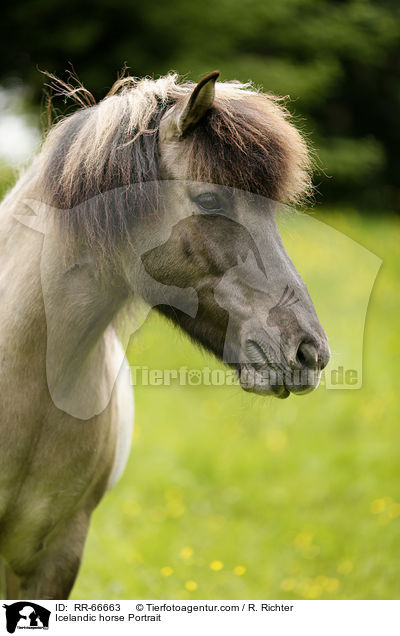 Islnder Portrait / Icelandic horse Portrait / RR-66663