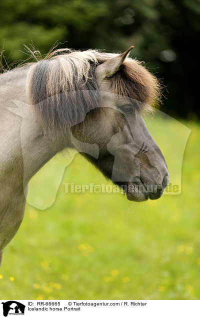 Islnder Portrait / Icelandic horse Portrait / RR-66665